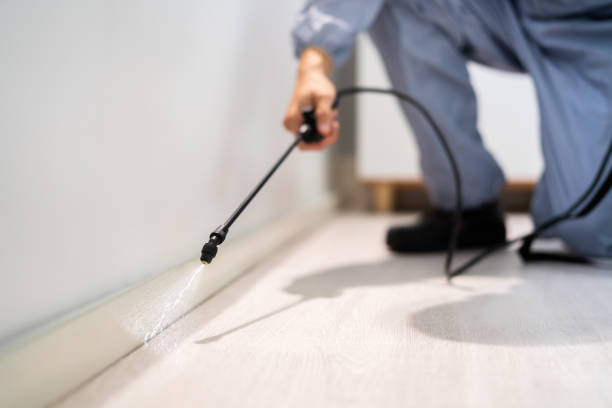 Wasp Removal Services in Wallace Ridge, LA