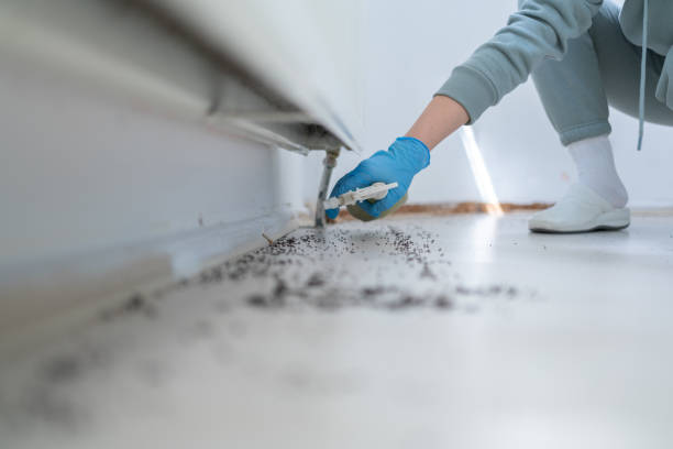 Best Local Pest Control Services  in Walce Ridge, LA